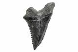 Snaggletooth Shark (Hemipristis) Tooth - South Carolina #211604-1